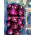 Fresh onion from shandong